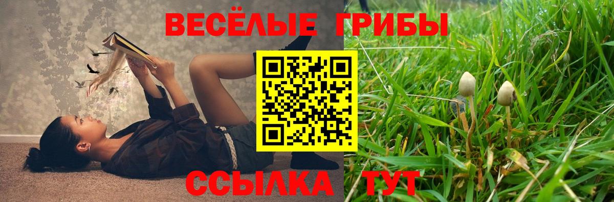 где купить наркотик  Псилоцибиновые грибы Cubensis  Вход с VPN  Псилоцибиновые грибы прущие грибы  Новозыбков 